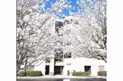 Exterior view of a multi-story building partially obscured by trees covered in white blossoms, with a clear blue sky in the background.