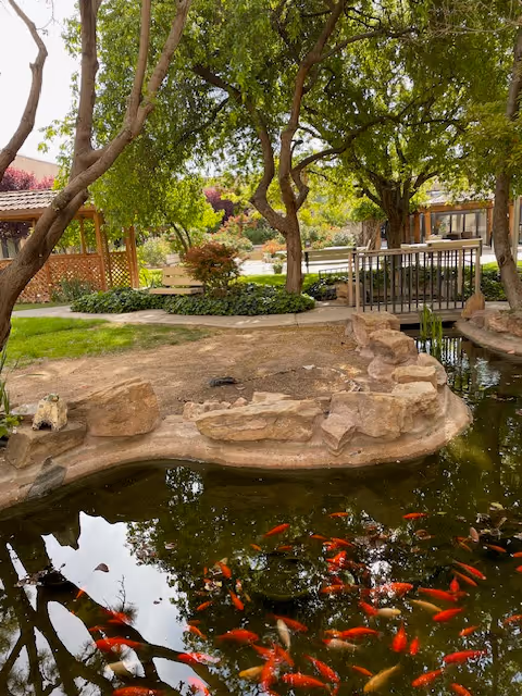 A serene outdoor garden area with a pond filled with numerous orange and red fish. Surrounding the pond are large rocks and lush green trees providing shade. In the background, there is a wooden gazebo and a small bridge over the pond, with well-maintained pathways and greenery.
