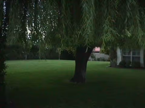 Grassy outdoor area with a large tree beside a home's exterior.