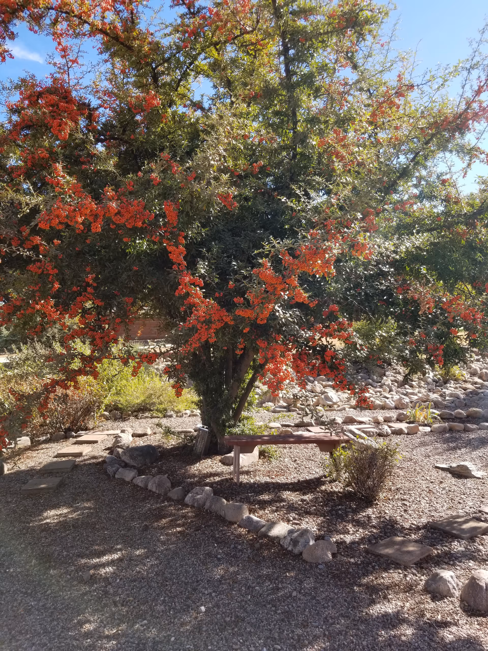 A tree laden with clusters of orange berries shades a wooden bench in a gravel garden with rock borders and stepping stones.