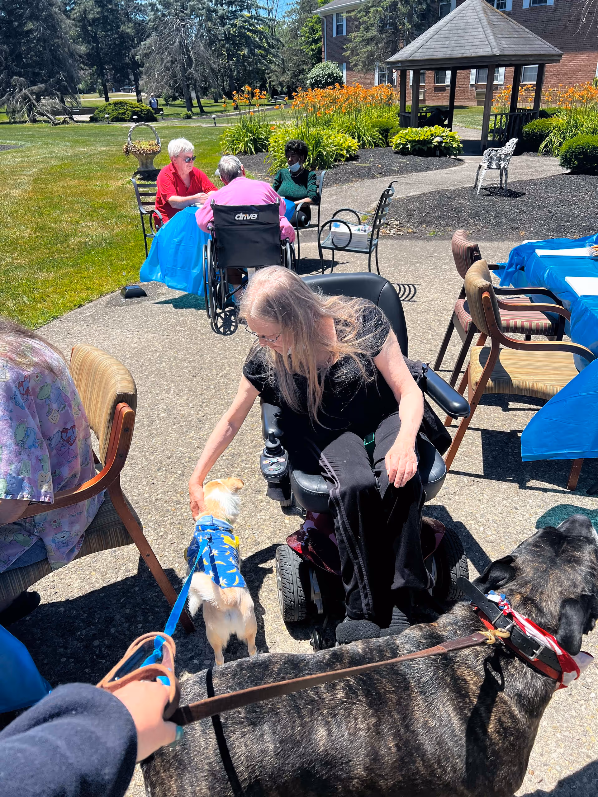 Several residents sit and chat on an outdoor patio at a senior living facility while interacting with small dogs and wheelchairs, with a gazebo and flowerbeds in the background.