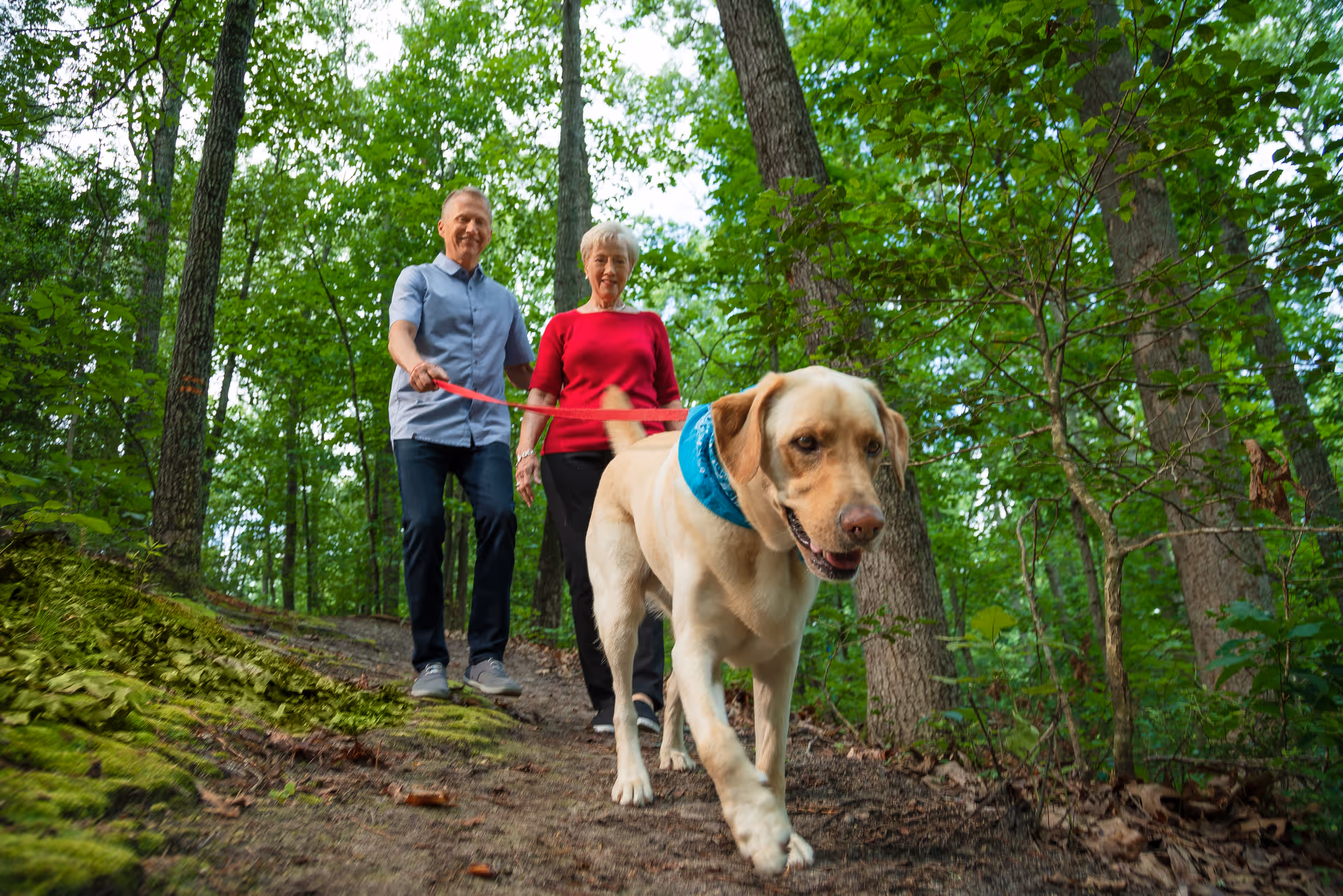 An elderly couple walking a large yellow Labrador retriever dog on a leash through a wooded forest trail with green trees and foliage surrounding them.