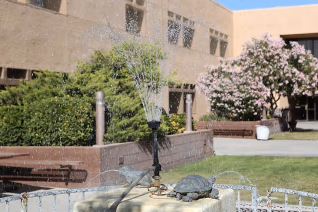 A courtyard fountain sprays water over a decorative turtle statue with benches, shrubs, and a beige building with flowering trees in the background.