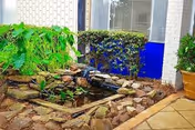Indoor garden area with a small pond surrounded by rocks and green plants, located next to a window and a white brick wall with a blue lower section.