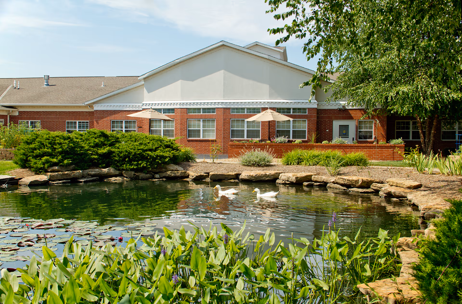 A serene outdoor pond with two white ducks swimming, surrounded by green plants and rocks. In the background, there is a red brick building with white trim, windows, and patio umbrellas, partially shaded by trees.