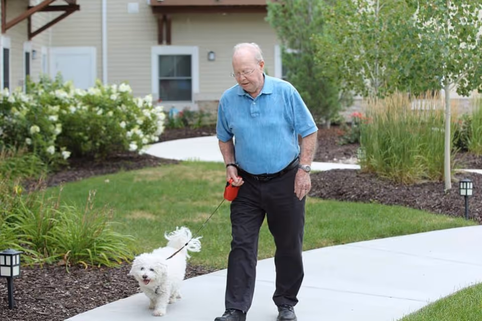 An elderly man wearing a blue polo shirt and black pants walking a small white dog on a leash along a paved pathway in a landscaped garden area with green grass, bushes, and trees near a residential building.