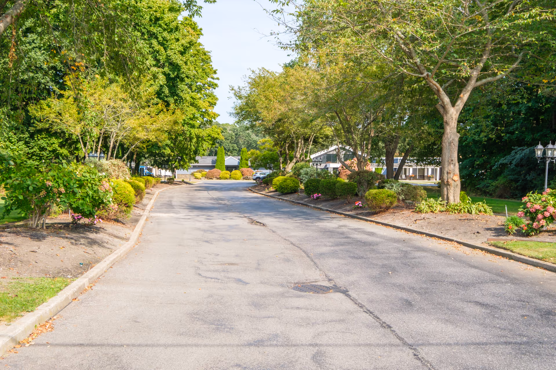 A paved driveway lined with green trees and bushes on both sides leading to a building partially visible in the background under a clear sky.
