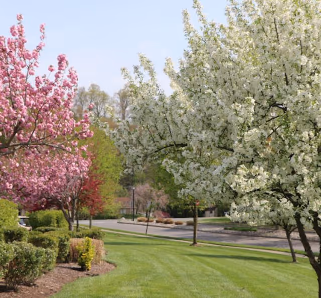 A landscaped outdoor area with green grass, flowering trees with pink and white blossoms, and trimmed bushes along a paved road.
