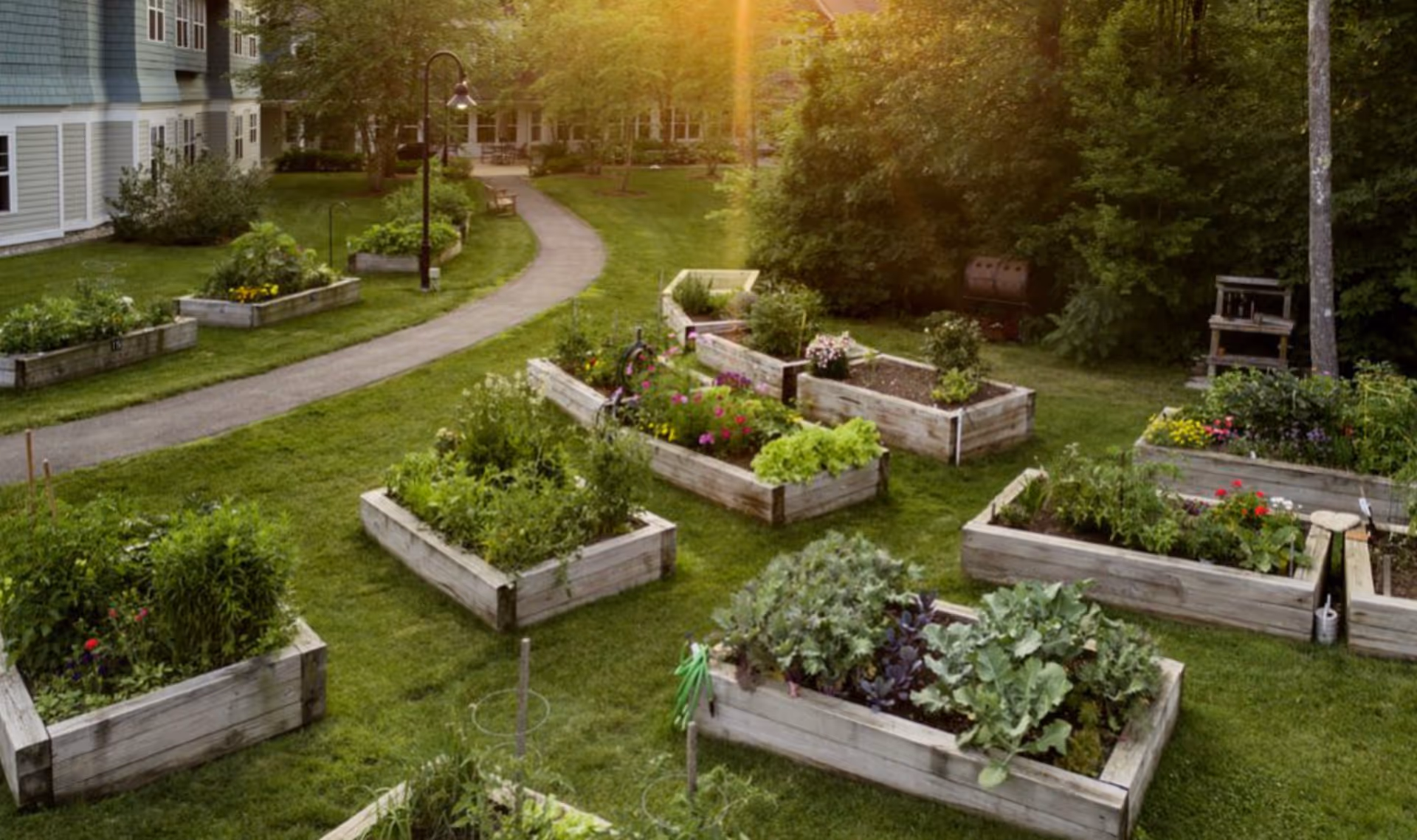 Raised garden beds filled with various plants and flowers in a green outdoor area next to a building, with a paved pathway, benches, and trees in the background under warm sunlight.
