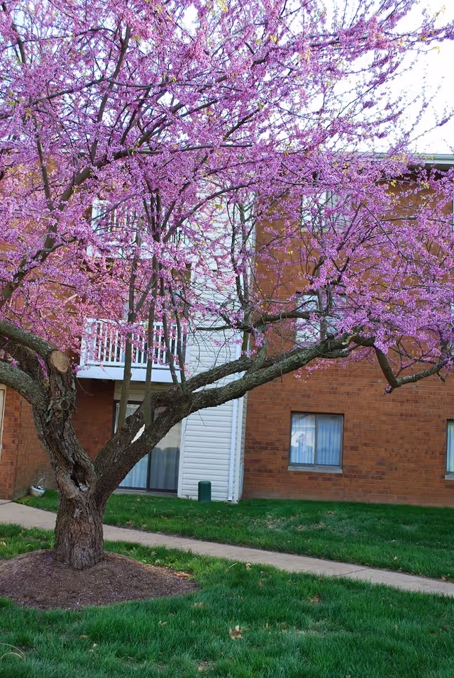 A blooming tree with vibrant pink flowers stands in front of a brick and white siding building with windows and a small balcony. The tree is surrounded by green grass and a concrete walkway.