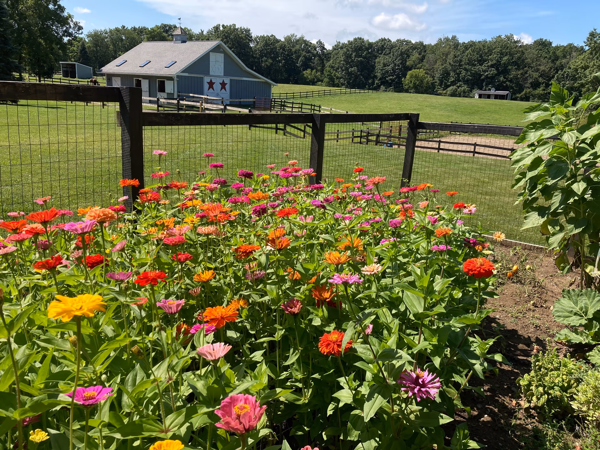 A vibrant flower garden with various colorful flowers in the foreground, a wire fence behind it, and a barn with two red stars on its side in the background. The scene is set on a sunny day with green grass and trees surrounding the area.