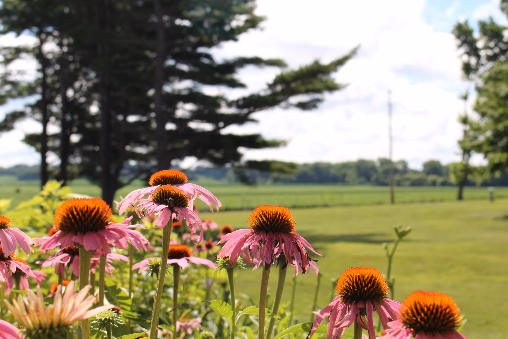 Close-up view of pink coneflowers with orange centers in a garden area, with green grass, trees, and a partly cloudy sky in the background.