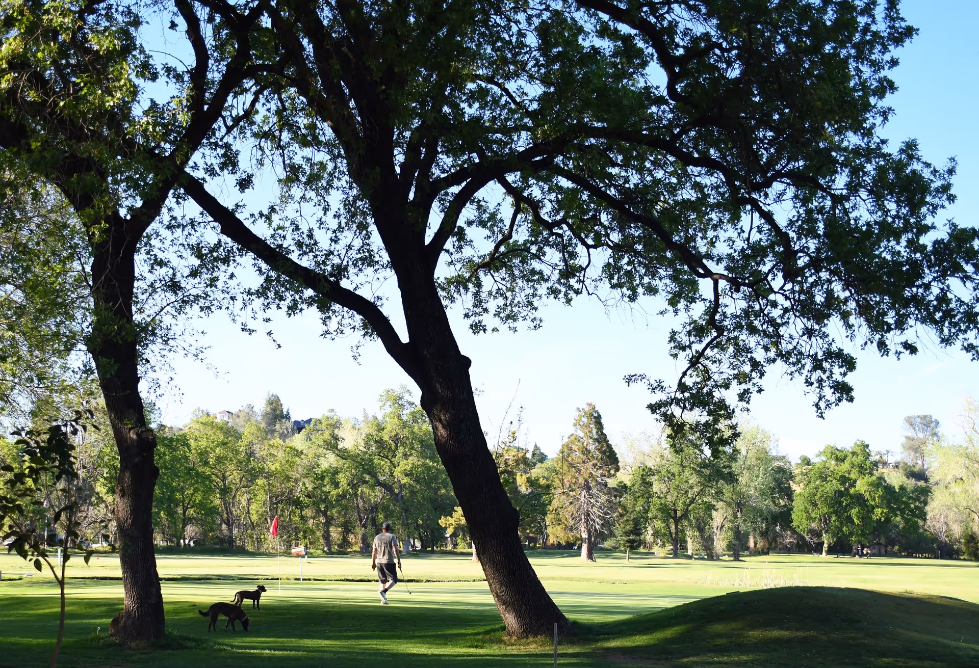 A person walking on a golf course green with two dogs nearby, surrounded by large trees and lush greenery under a clear blue sky.