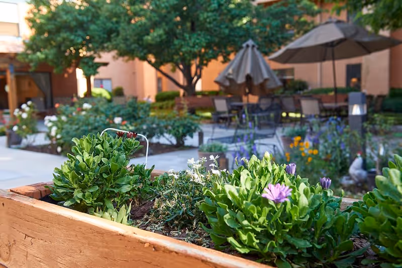 A vibrant outdoor garden area at Sandia Vista Senior Living featuring a wooden planter box with green plants and purple flowers in the foreground. In the background, there are patio tables with umbrellas, chairs, trees, and a building with peach-colored walls.