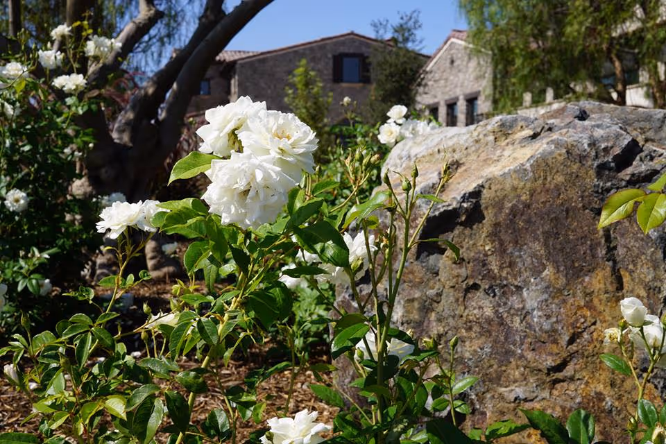 White roses and green foliage in a landscaped garden with a large rock and a stone building visible in the background.
