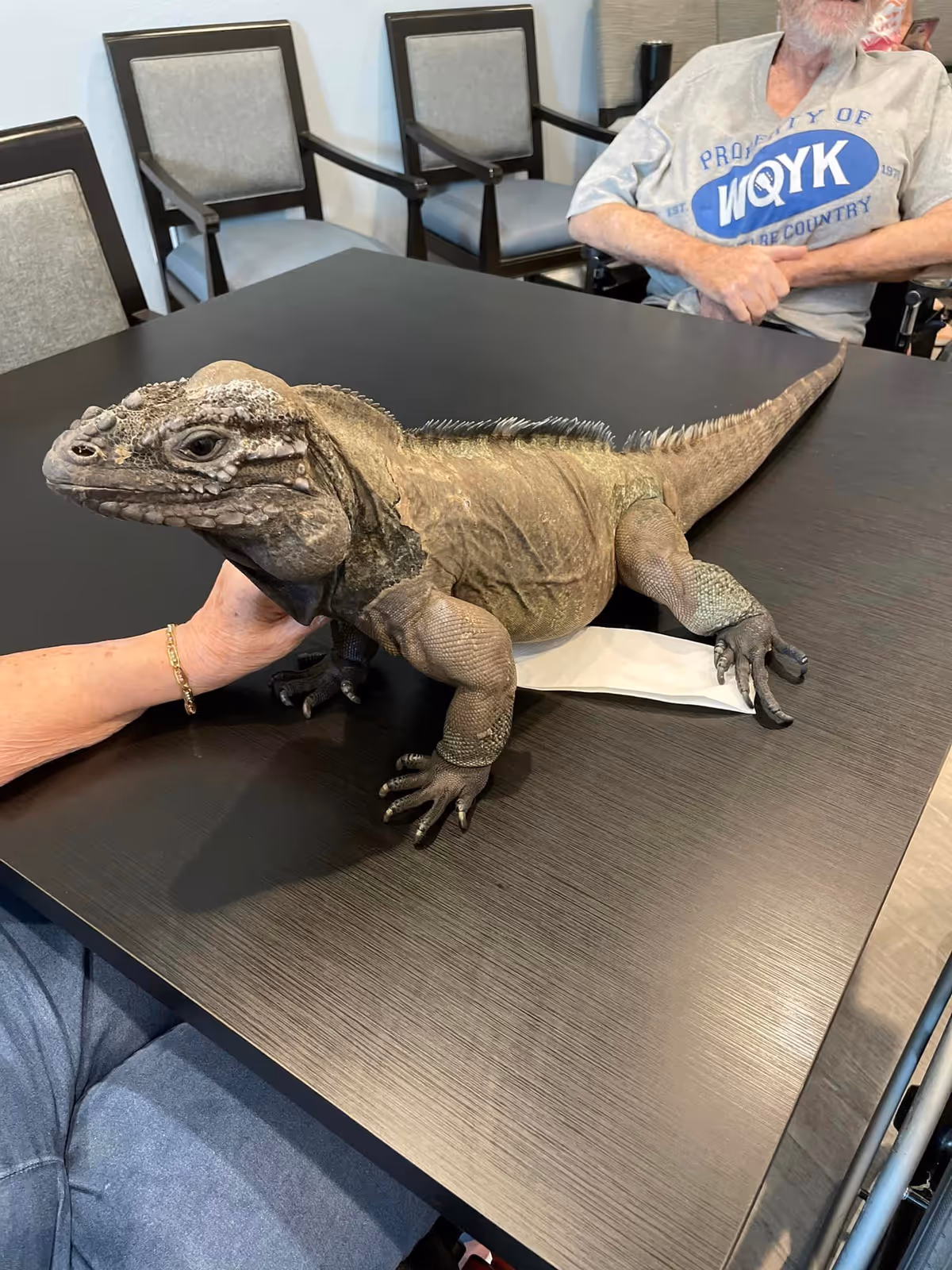 A large iguana resting on a dark wooden table in a room with several chairs. A person wearing a bracelet is gently holding the iguana, and another person in a wheelchair wearing a gray t-shirt is visible in the background.