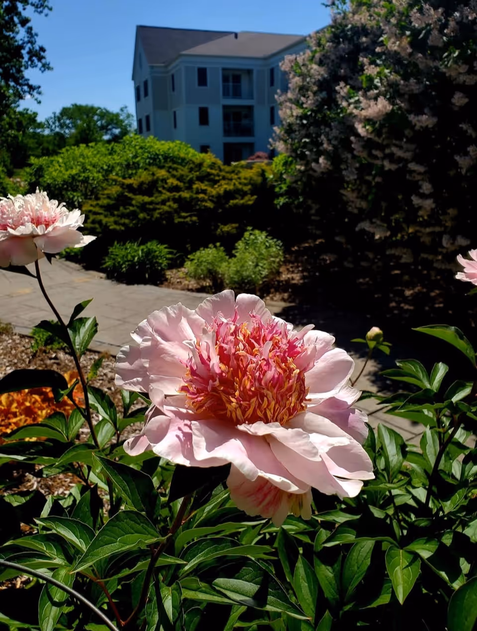 Close-up of a large pink peony flower in full bloom with green leaves surrounding it. In the background, there is a paved walkway, lush green bushes, and a multi-story building under a clear blue sky.