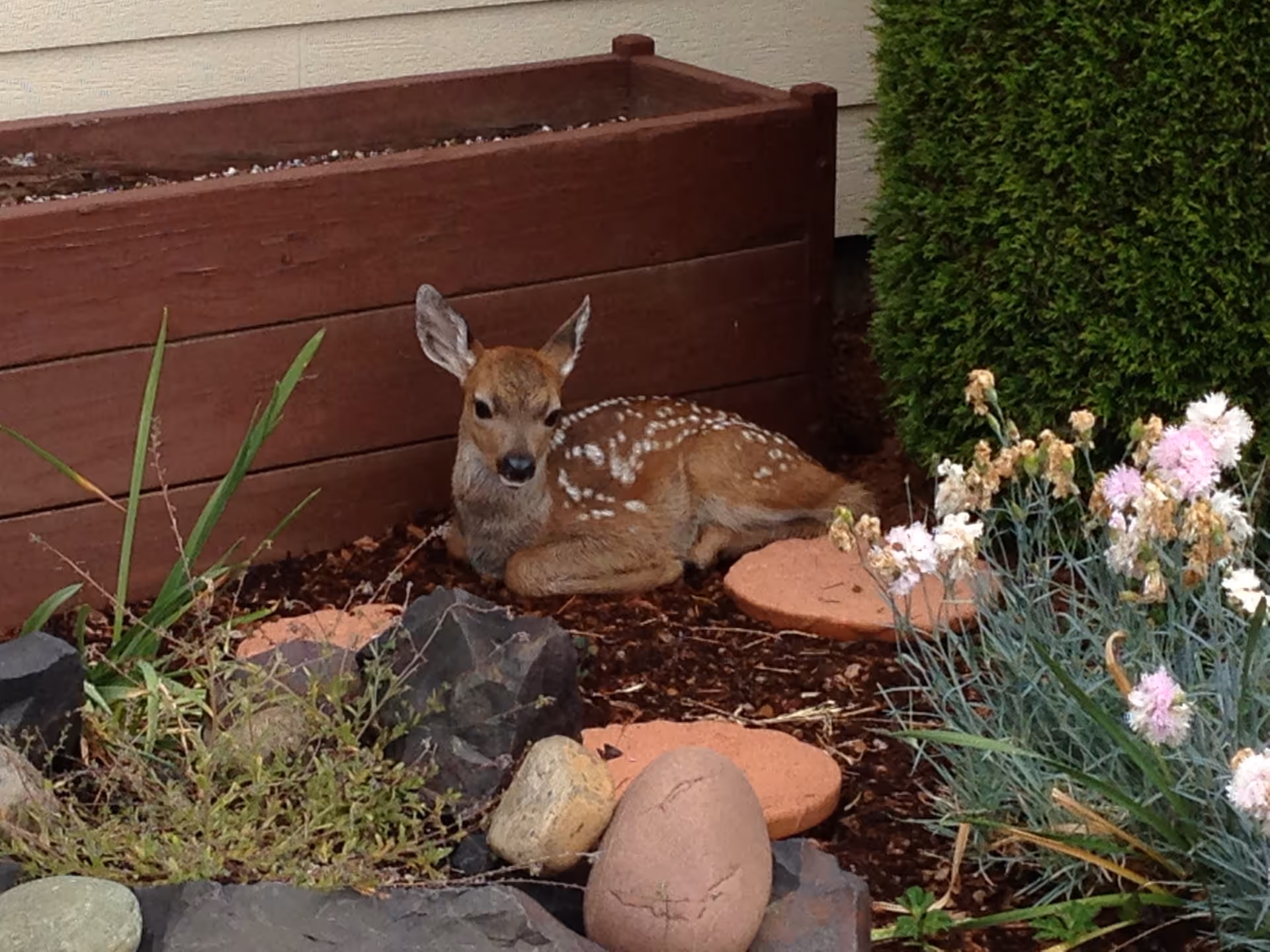 A spotted fawn curled up in a garden bed next to a wooden planter and flowering plants.