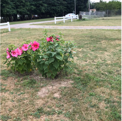 A small cluster of pink hibiscus flowers with green leaves growing in a grassy yard. In the background, there is a paved road, a white fence, a parked white car, and a chain-link fence with trees beyond.