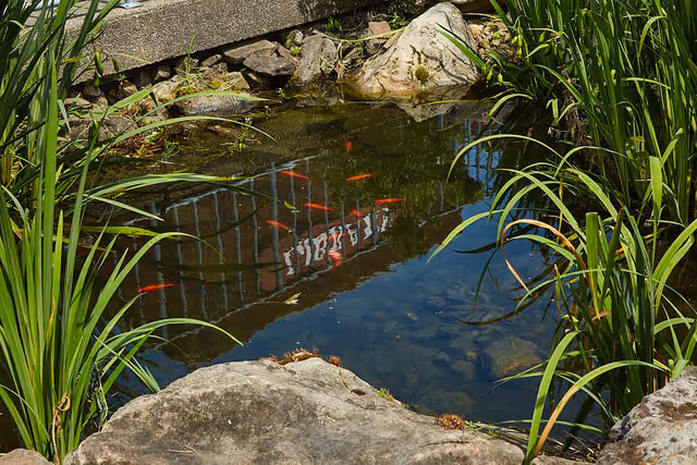 A small outdoor pond surrounded by rocks and green plants. The water reflects a building and contains several small orange fish swimming near the surface.