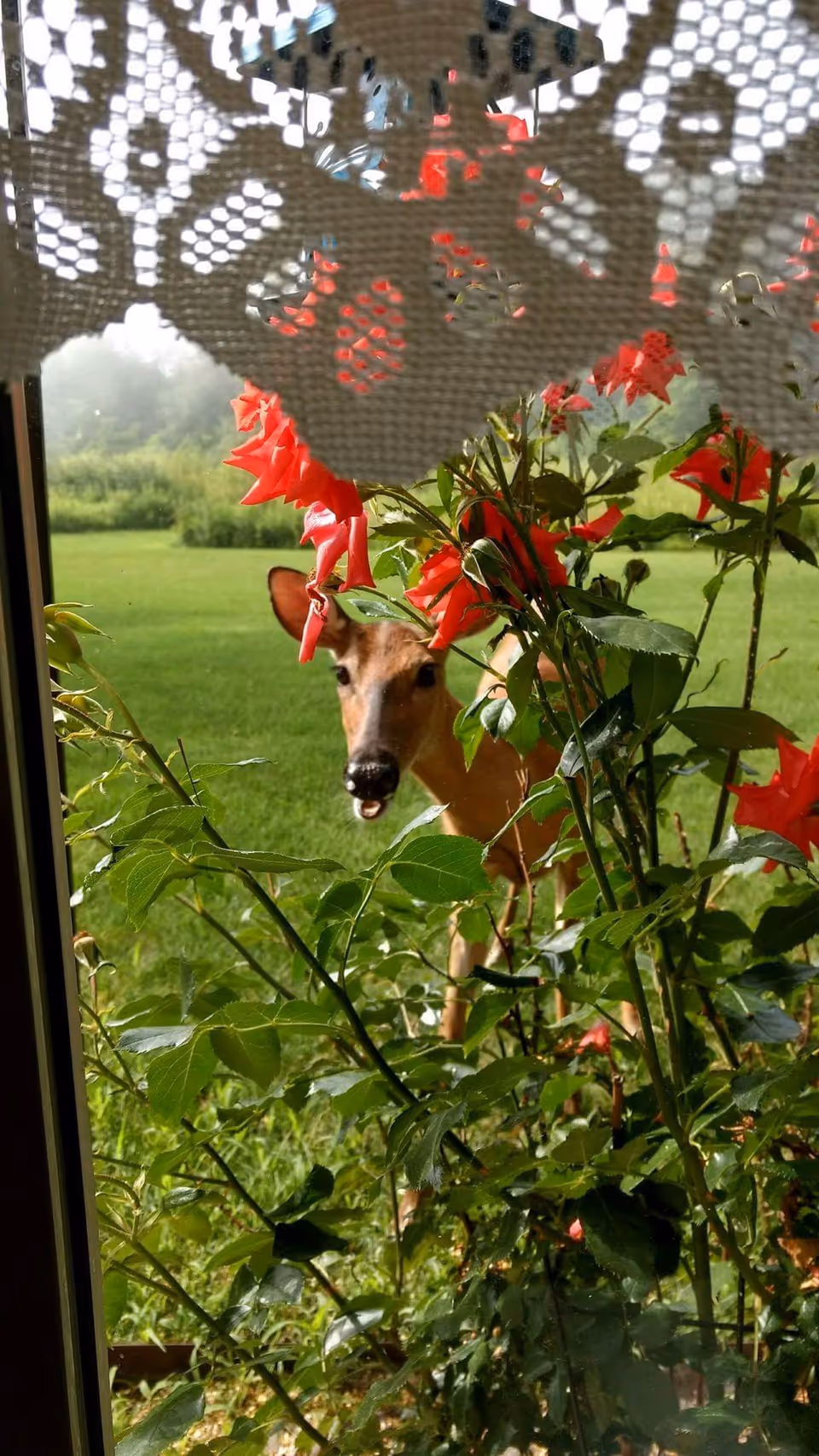 A deer is standing outside looking through a window partially covered by red flowers and green leaves, with a lace curtain at the top of the window. In the background, there is a green grassy area and trees.