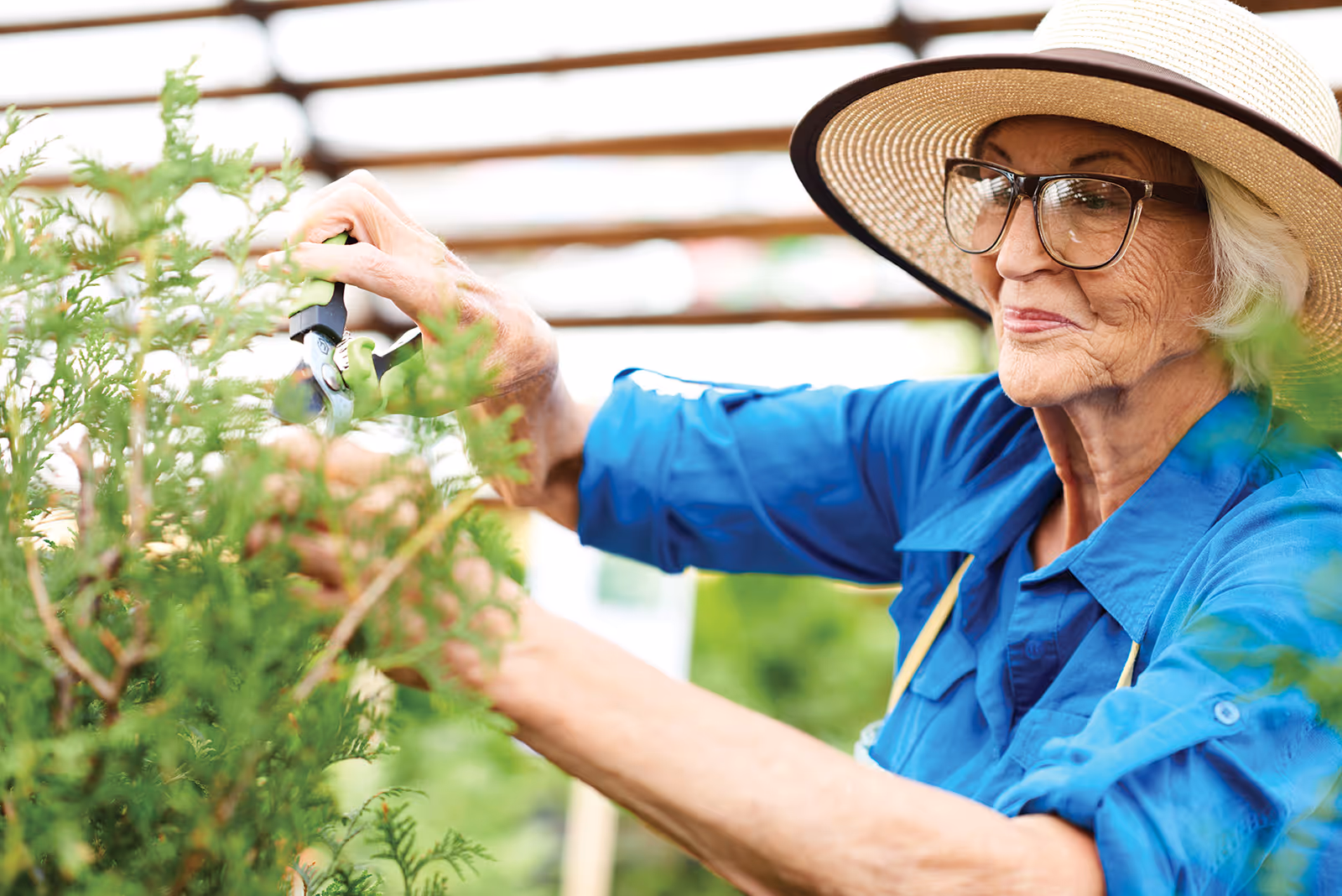 An elderly woman wearing a wide-brimmed hat and glasses is pruning green plants with garden shears in an outdoor garden setting.