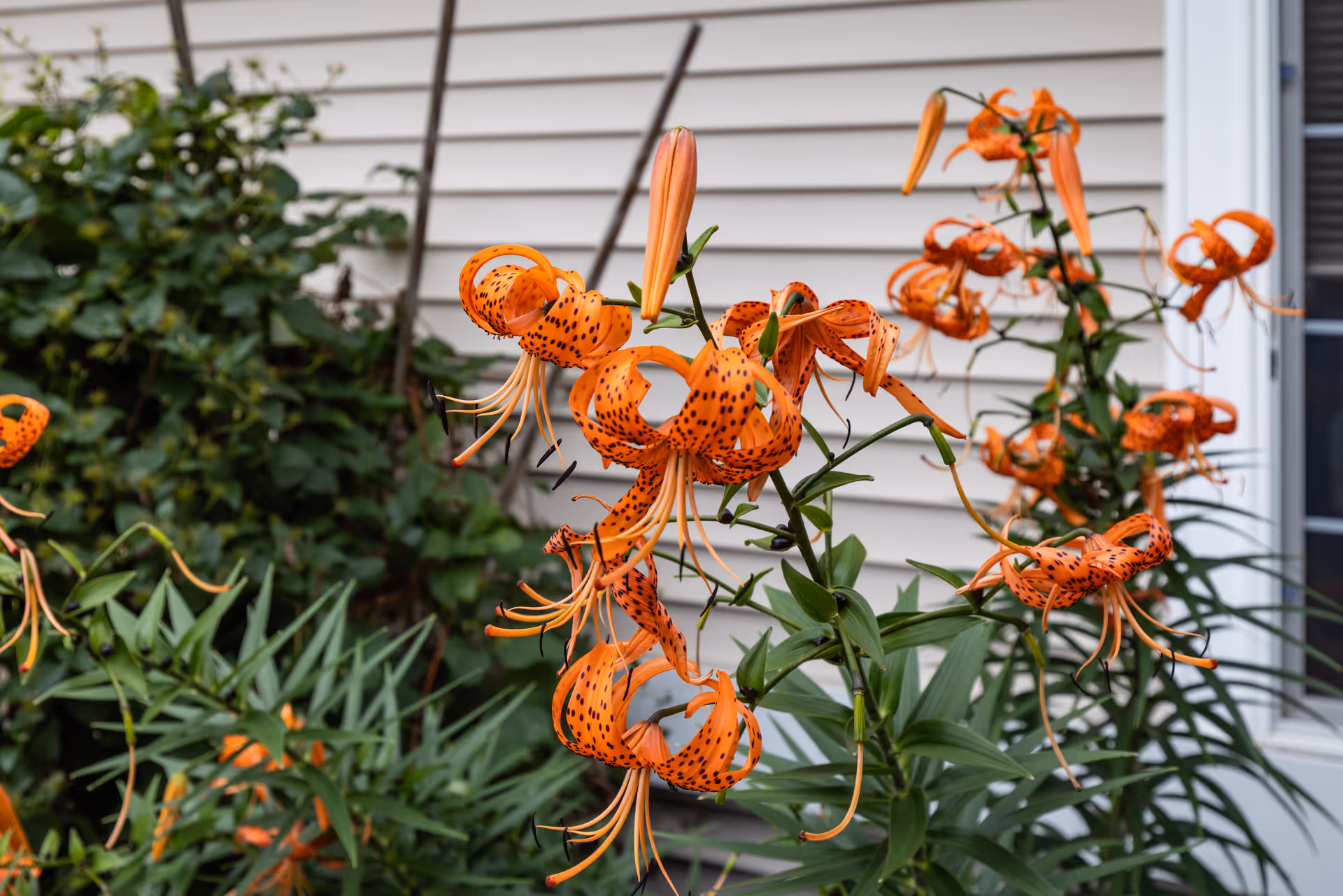 Close-up of vibrant orange tiger lilies with black spots blooming in a garden bed next to a beige siding wall of a building, with green foliage in the background.
