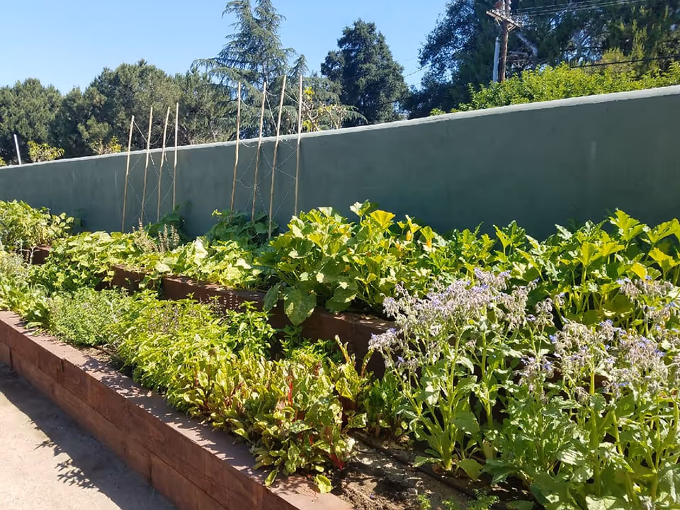 A raised garden bed filled with various green leafy plants and herbs, situated outdoors next to a tall gray wall with trees and a clear blue sky in the background.