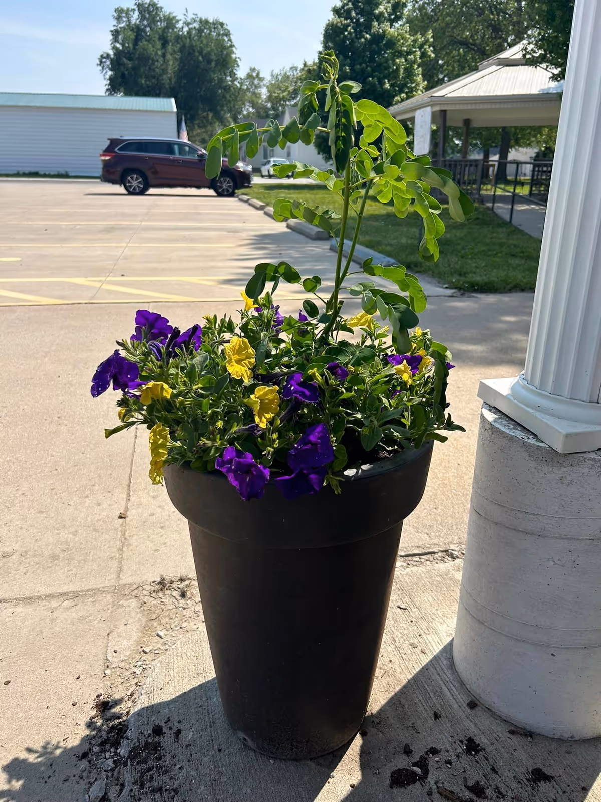 A tall black planter filled with purple and yellow flowers sits on a concrete sidewalk next to a white column with a parking lot and building in the background.