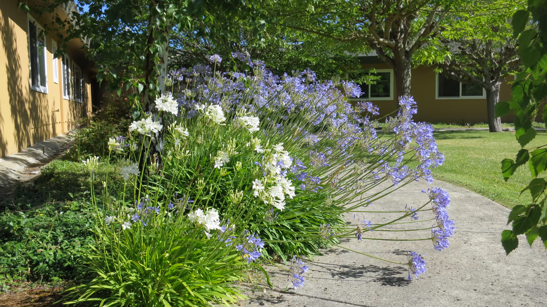 A garden area at Creekwood Care Facility featuring a concrete pathway bordered by green plants with white and purple flowers. Trees provide shade and a building with windows is visible in the background.