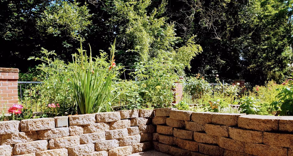 A sunny outdoor garden area with a stone retaining wall, various green plants, flowers, and trees in the background.
