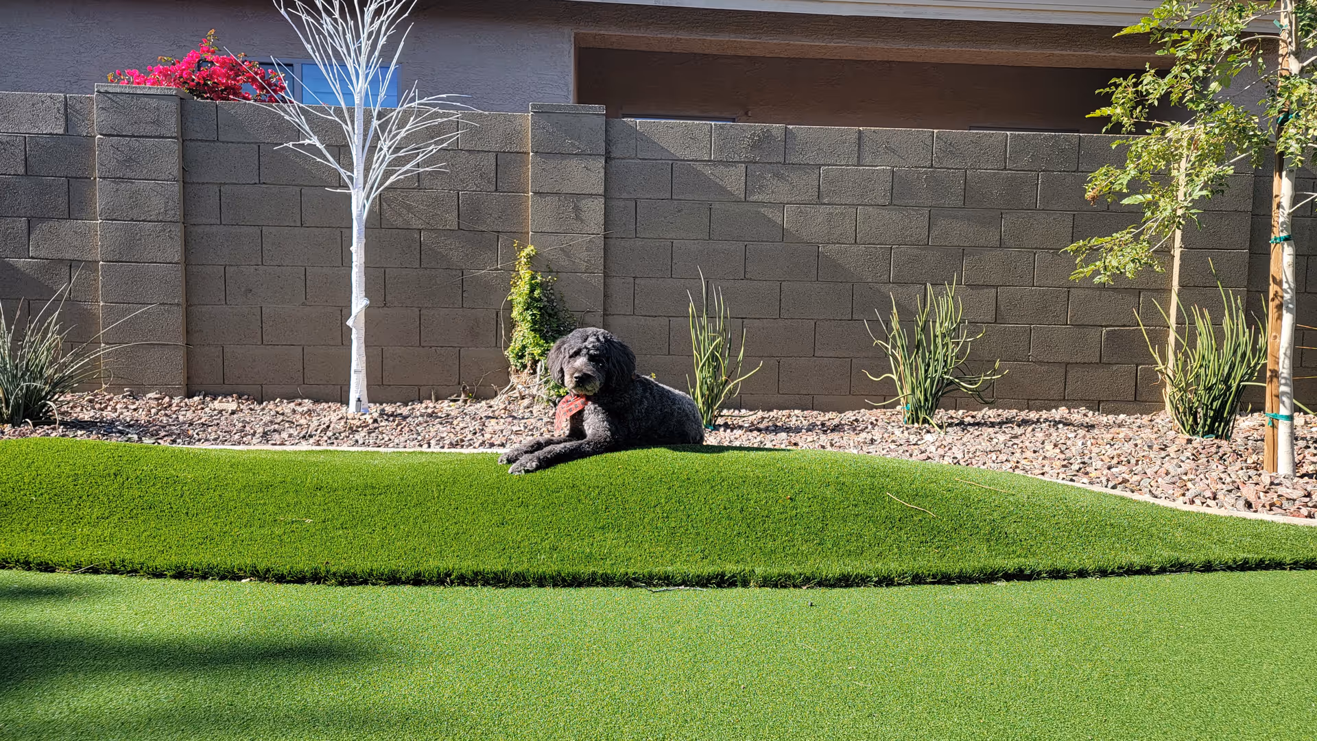 A black dog lying on a small grassy mound in a backyard with artificial turf, surrounded by a stone wall, small plants, and a white decorative tree.