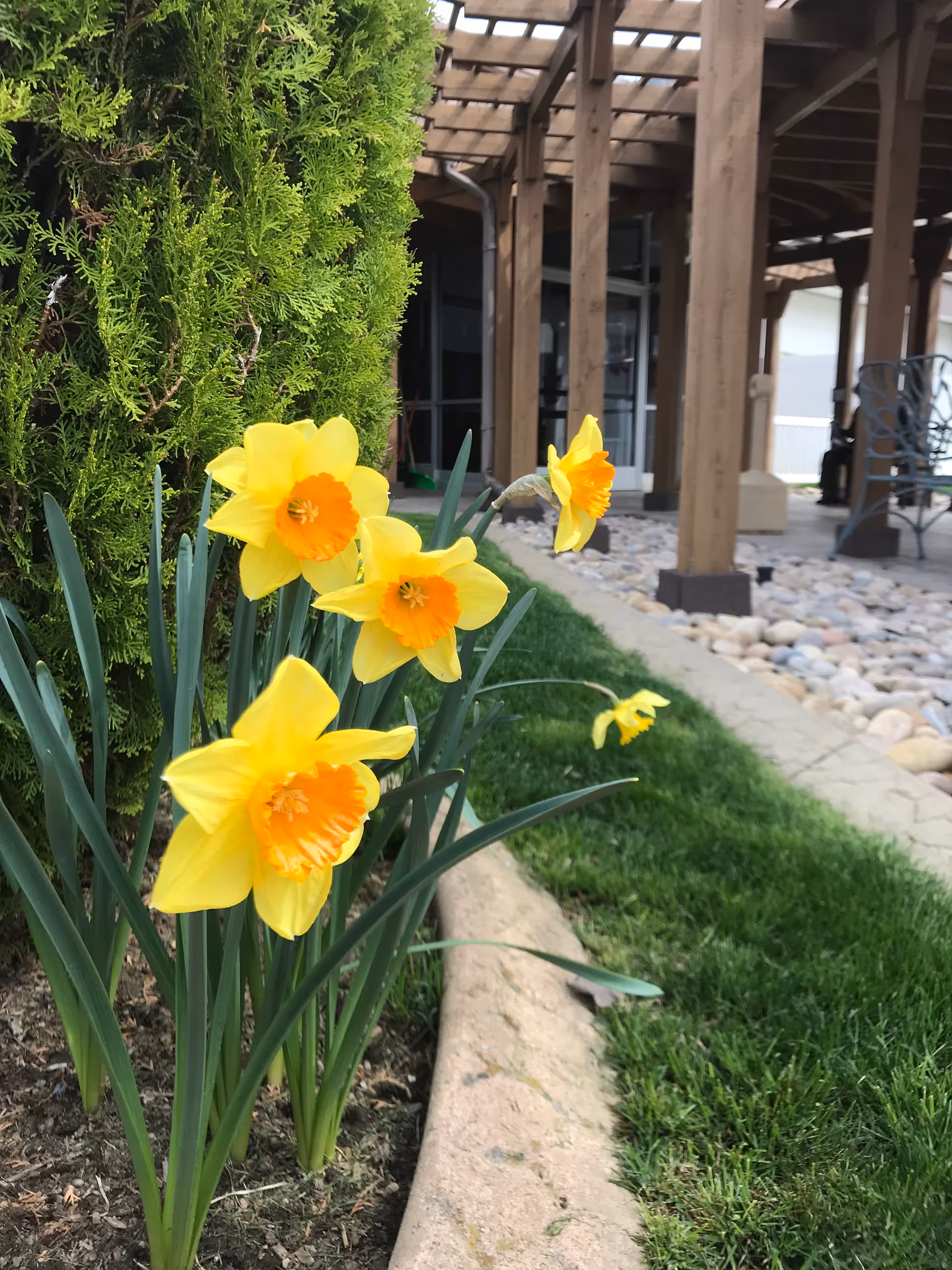Close-up view of bright yellow daffodil flowers with orange centers growing next to a green shrub in a garden area. In the background, there is a wooden pergola structure with a stone pathway and some outdoor seating visible.