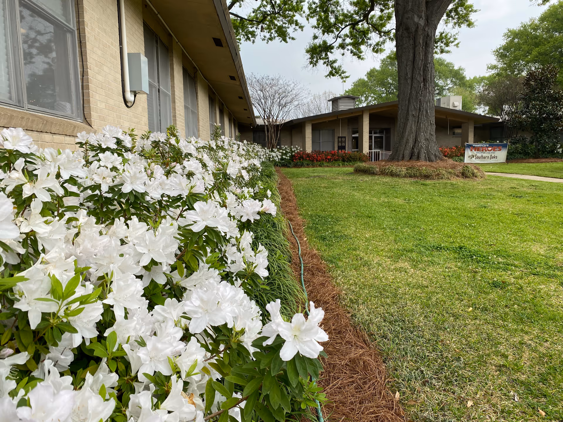 Exterior view of a single-story nursing facility with a row of white azaleas in the foreground and a lawn leading to the entrance.