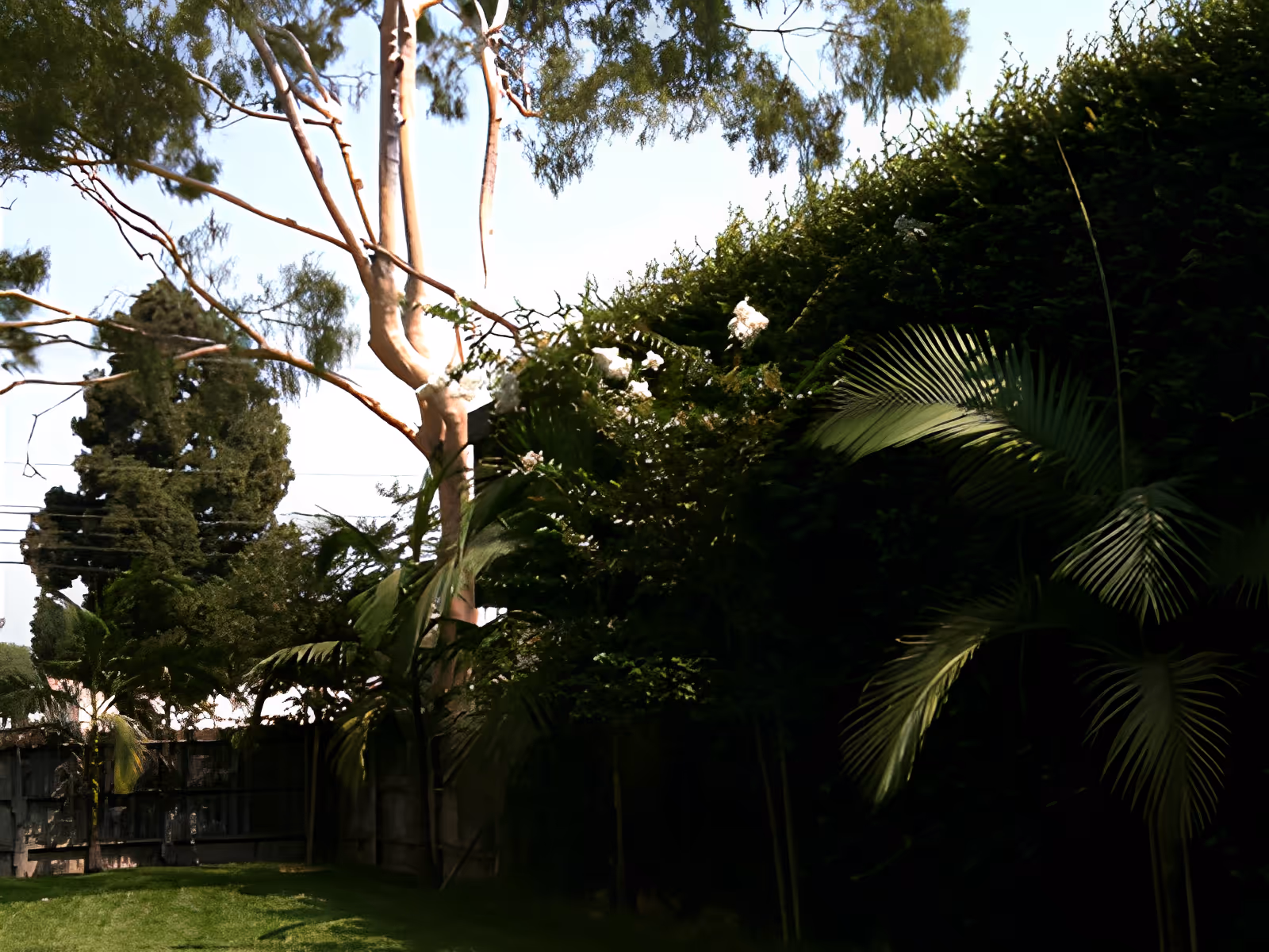 A lush outdoor garden area with various trees and plants, including tall palm trees and a wooden fence in the background under a clear blue sky.