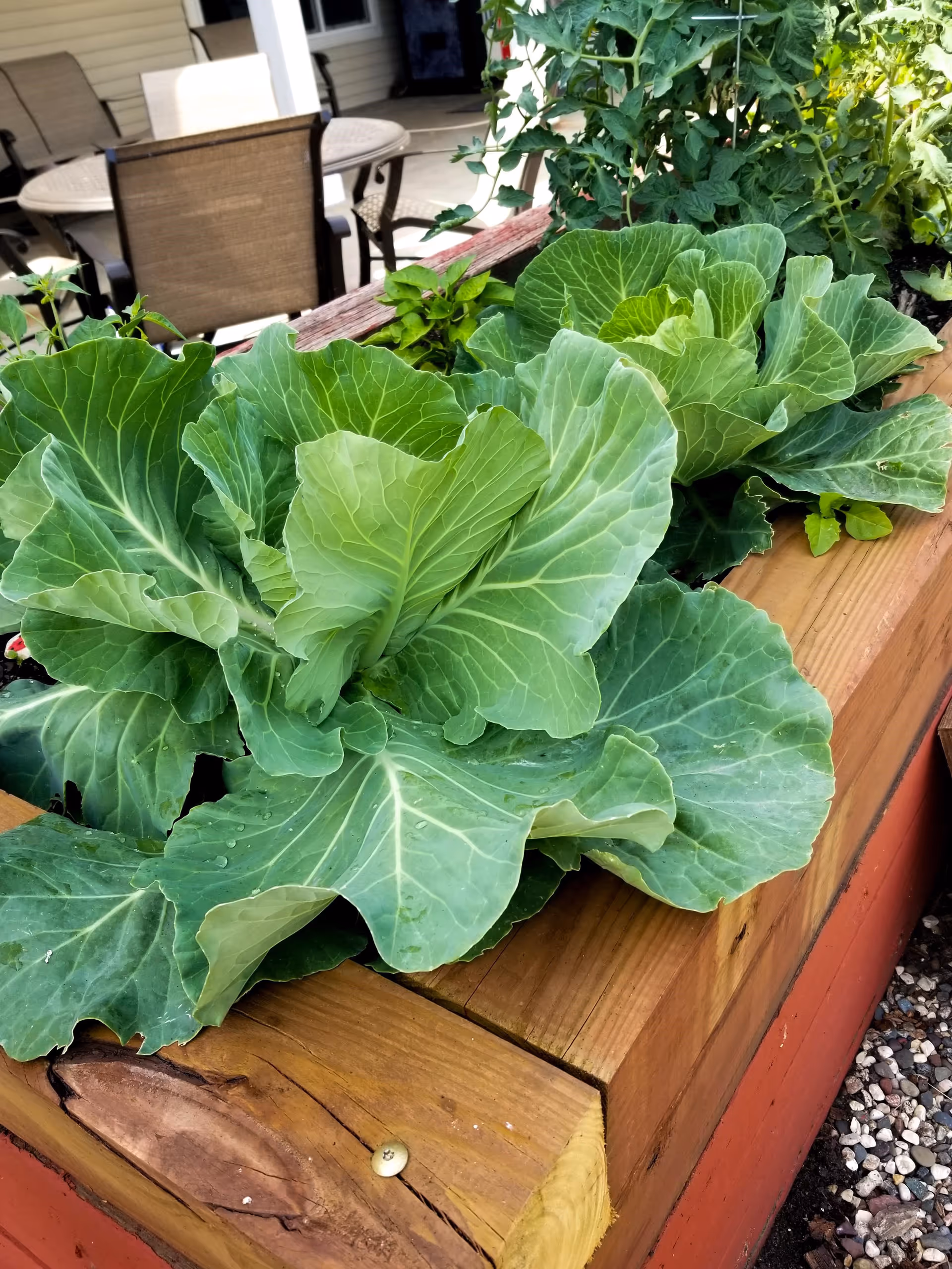 Close-up view of a raised wooden garden bed with large green leafy cabbage plants growing in it. In the background, there are outdoor patio chairs and a table near a building.