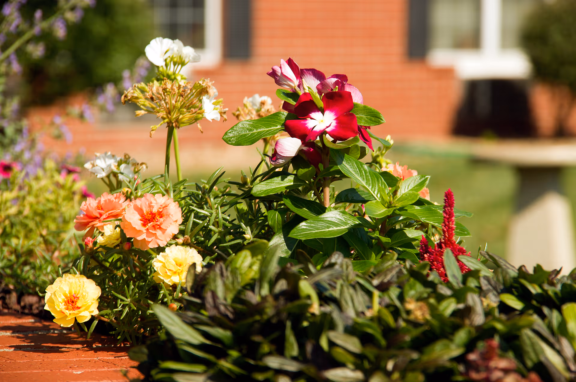 Close-up view of a flower bed with various colorful flowers including red, white, yellow, and orange blooms, with a blurred brick building and window in the background.