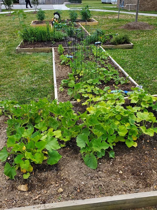 Raised garden beds with various green plants growing in them, situated on a grassy lawn area. In the background, there is a small scarecrow decoration and a few trees and buildings are partially visible.
