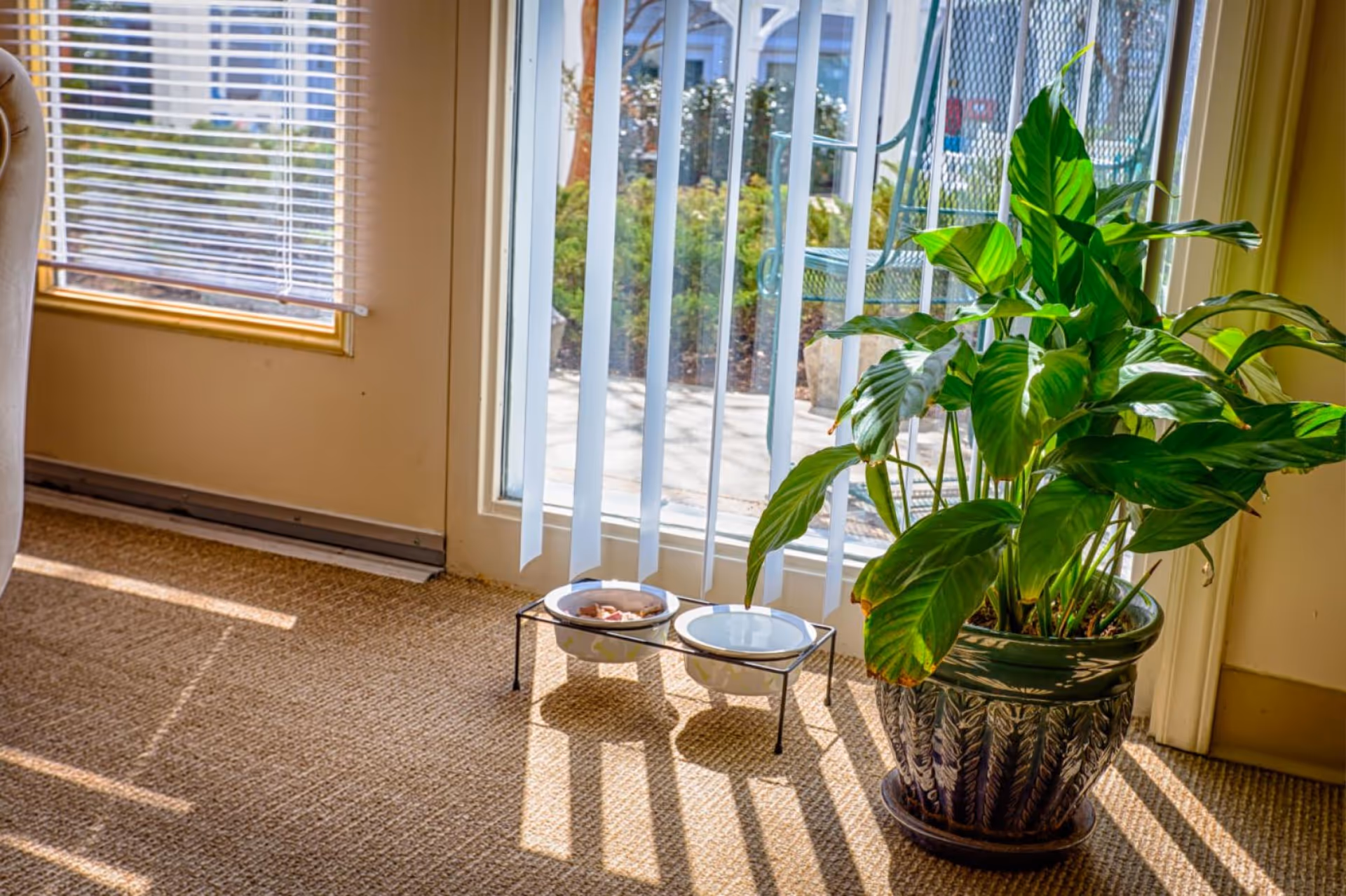 Potted green houseplant and two pet bowls on the carpet beside a sliding glass door with vertical blinds letting in sunlight.