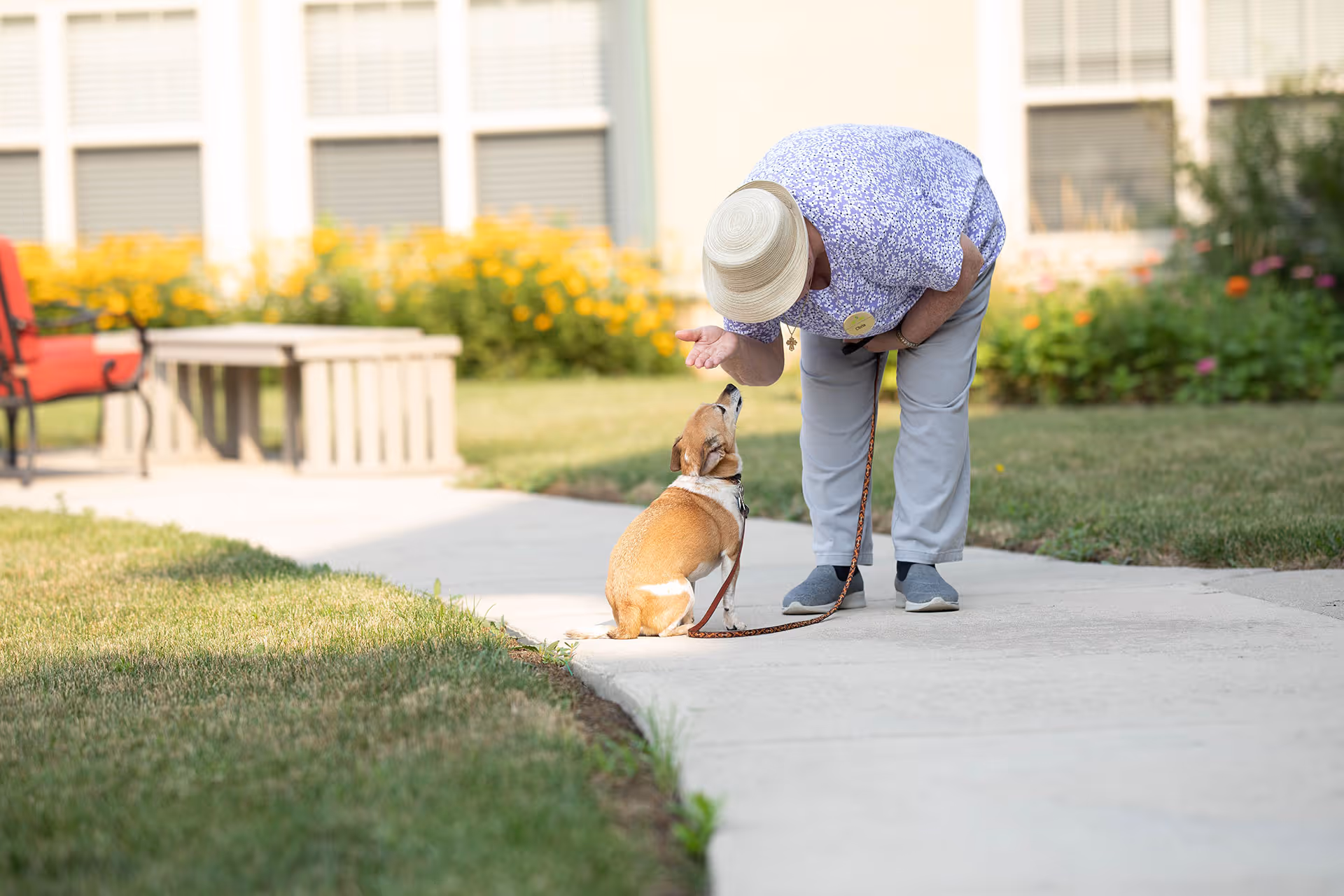 An elderly person wearing a hat and patterned shirt bends down to interact with a small dog sitting on a leash on a sidewalk in a garden area with green grass and yellow flowers in the background.