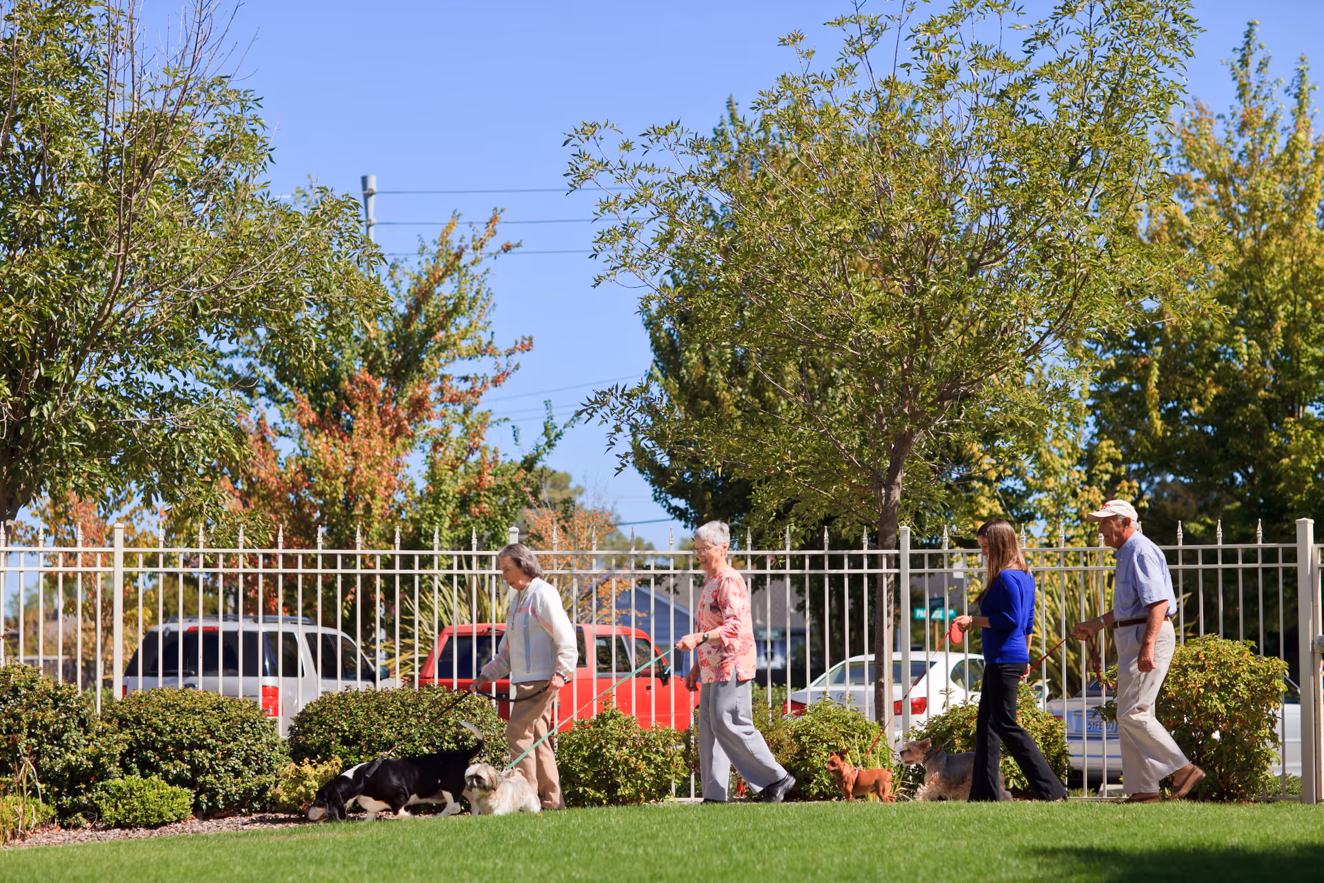 Four people walking dogs on leashes along a grassy area with trees and bushes near a white metal fence, with parked cars and a clear blue sky in the background.