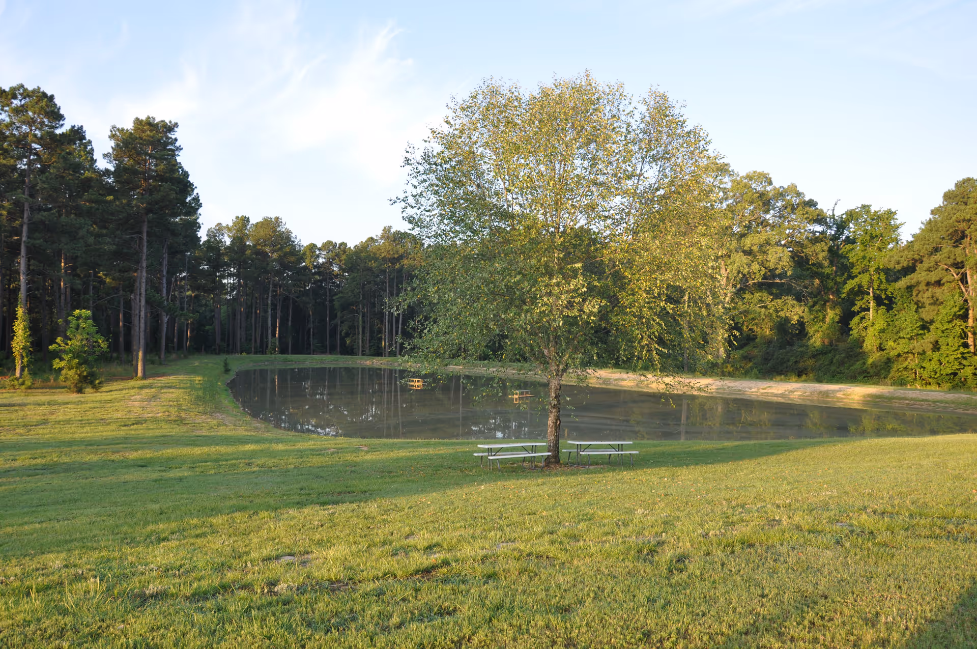 A peaceful outdoor scene featuring a small pond surrounded by grassy areas and trees. In the foreground, there is a single tree with two picnic tables underneath it. The background shows a dense forest with tall pine trees under a clear blue sky.