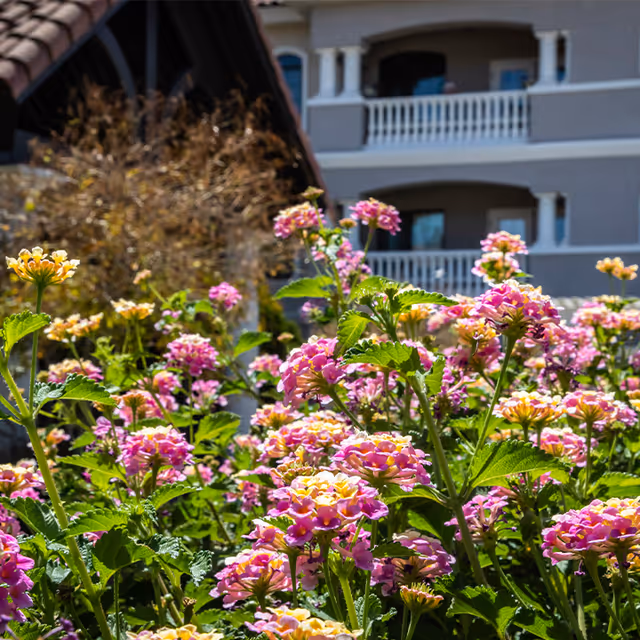 Close-up view of vibrant pink and yellow flowers in a garden with a residential building featuring balconies in the background under a clear sky.