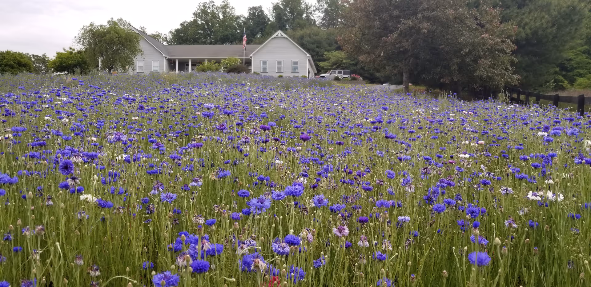 A field of purple flowers in front of a gray building with a flag