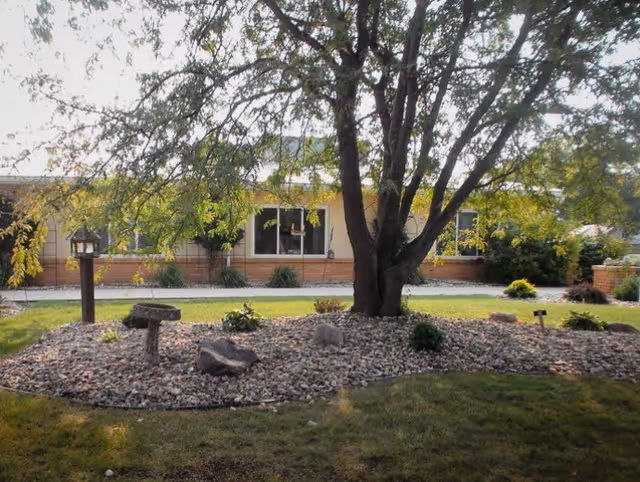 Outdoor garden area with a large tree in the center surrounded by rocks and small plants. A building with windows is visible in the background.
