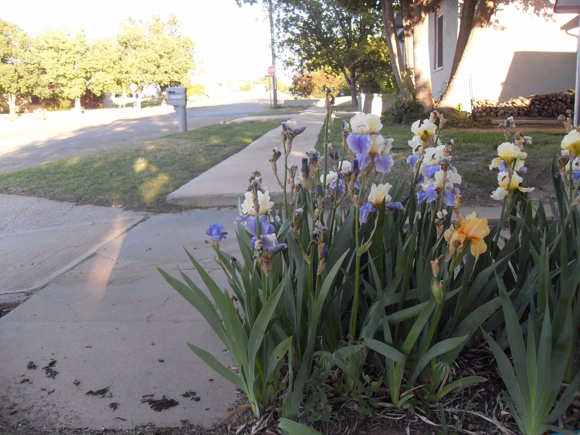 A garden bed with blooming irises in shades of purple, white, and yellow next to a sidewalk. In the background, there is a grassy area, trees, a mailbox, and part of a building with stacked firewood.