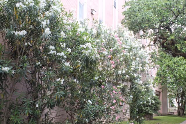 Outdoor garden area with blooming white and pink flowers on bushes alongside a building with multiple windows. There are also several green trees and a grassy lawn.
