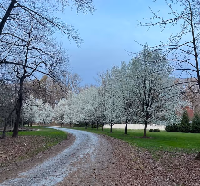 A winding gravel path lined with trees on both sides, some with white blossoms and others bare, under a clear blue sky in a natural outdoor setting.