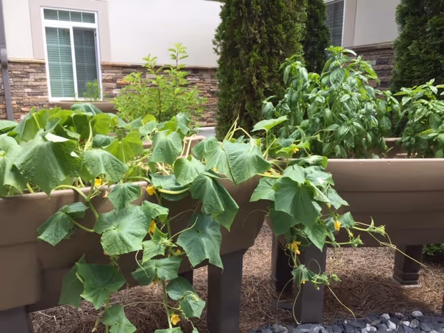 Raised garden beds with green leafy plants growing in them, situated outdoors near a building with stone and beige walls and a window. There are tall evergreen shrubs behind the garden beds.
