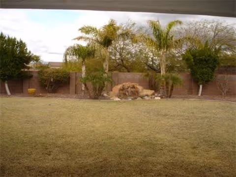 Outdoor lawn area with palm trees, a rock feature, and a brick boundary wall.